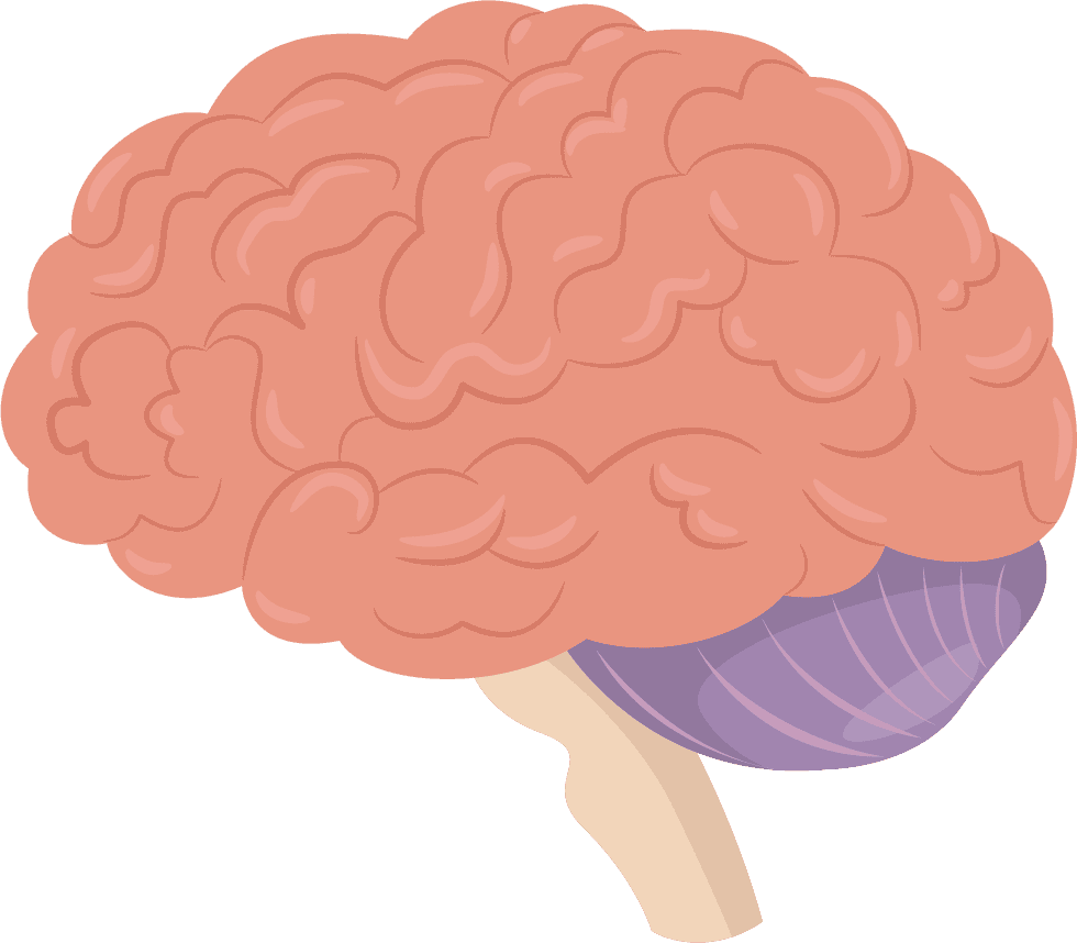 brain viscera medicine elements organs sketch colored 