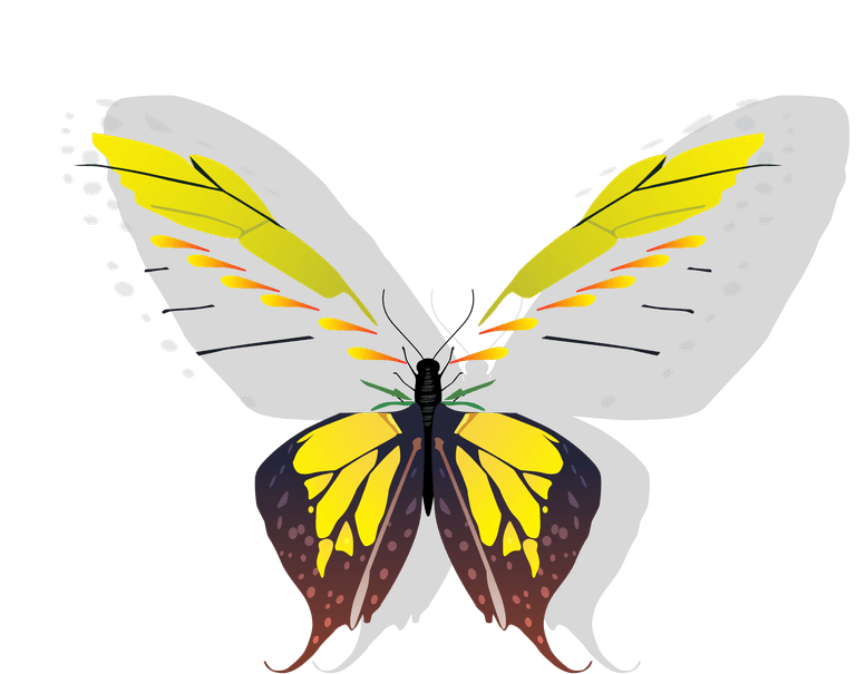 butterfly butterflies icons collection colorful modern 