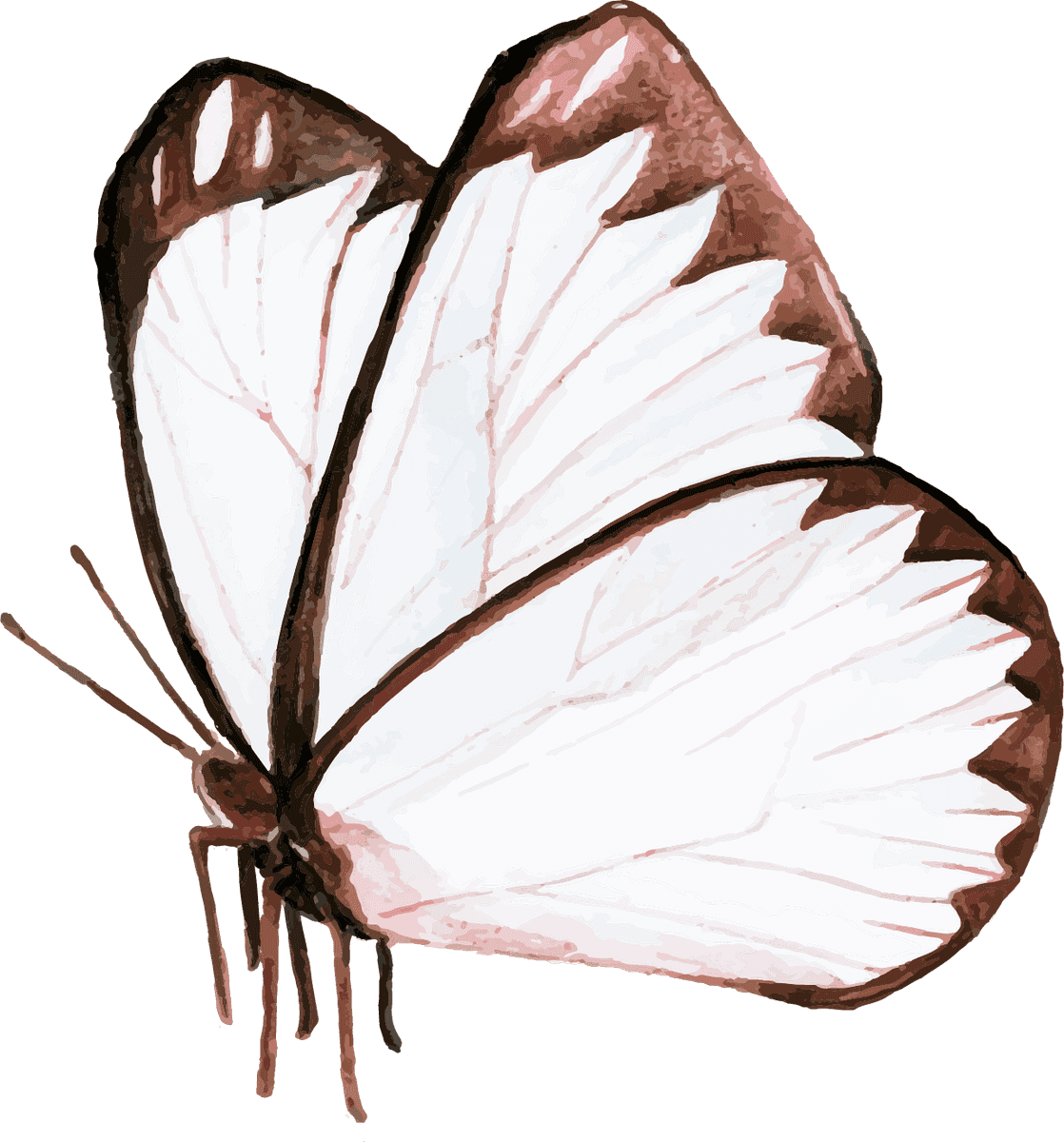 butterfly collection hand drawn animals for nature lovers and art enthusiasts