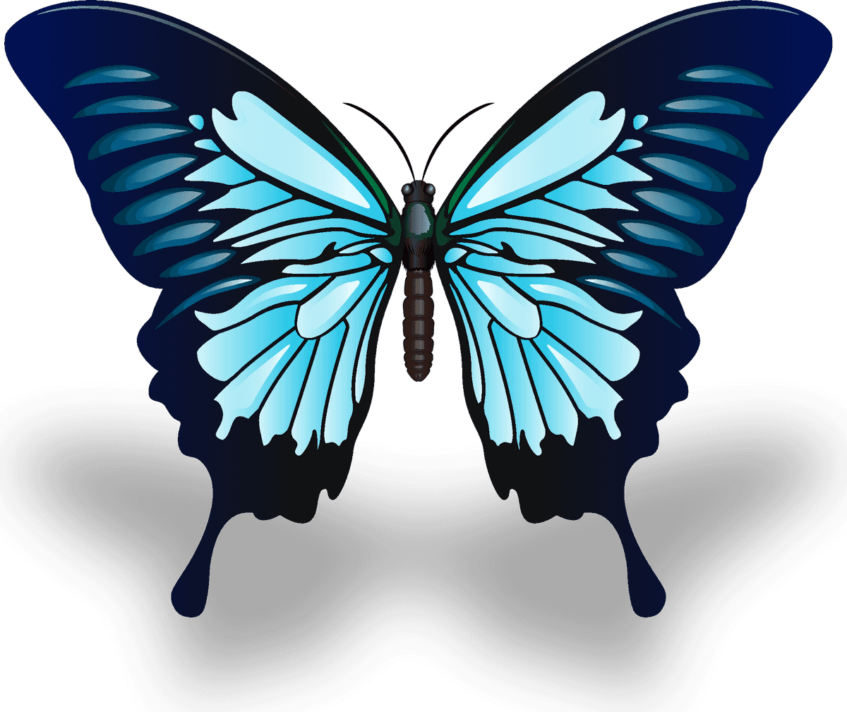 butterfly excellent collection butterflies for nature enthusiasts and art lovers alike