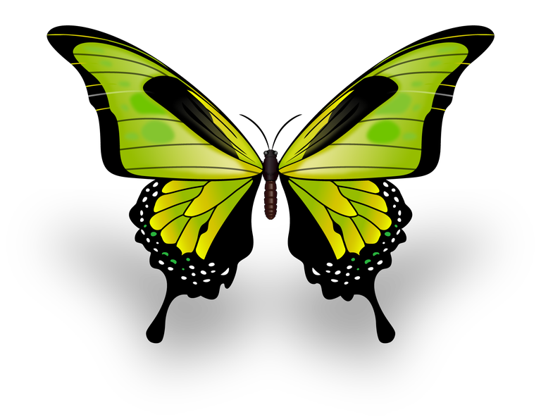butterfly excellent collection butterflies showcasing vibrant colors and intricate patterns for creative projects