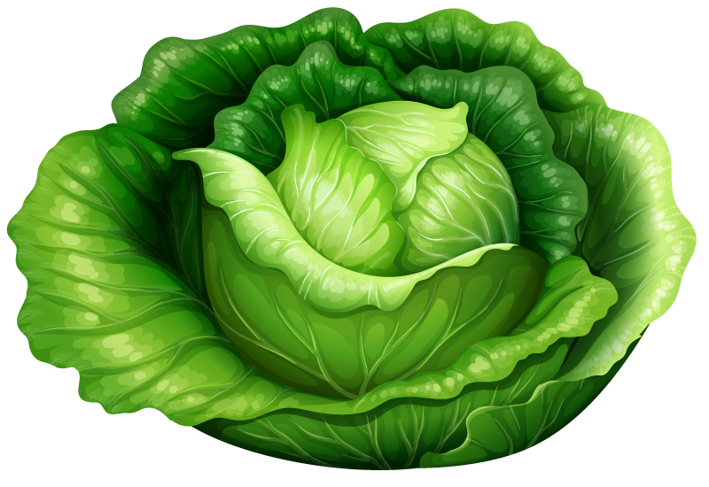 cabbage pile fresh vegetables fruits illustration for healthy food recipes