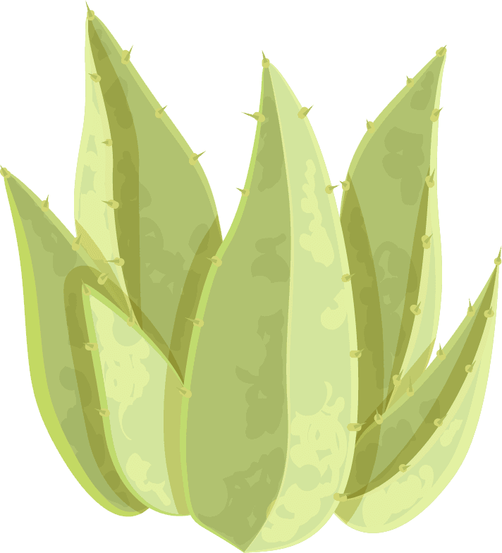 Simple cactus illustration, prickly pear cactus, golden barrel cactus, saguaro cactus, torch cactus, ball cactus, golden rat tail cactus