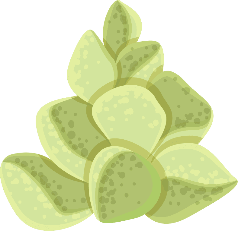 Simple cactus illustration, prickly pear cactus, golden barrel cactus, saguaro cactus, torch cactus, ball cactus, golden rat tail cactus