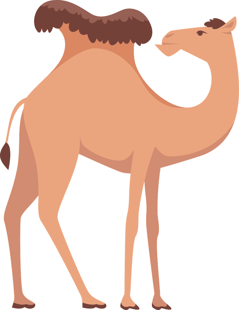 camel desert camels animals for travelling across africa or egypt