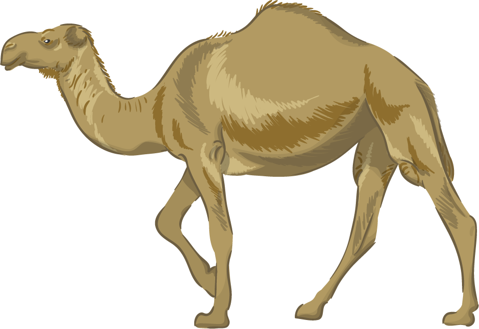 camel realistic hand drawn wild animals