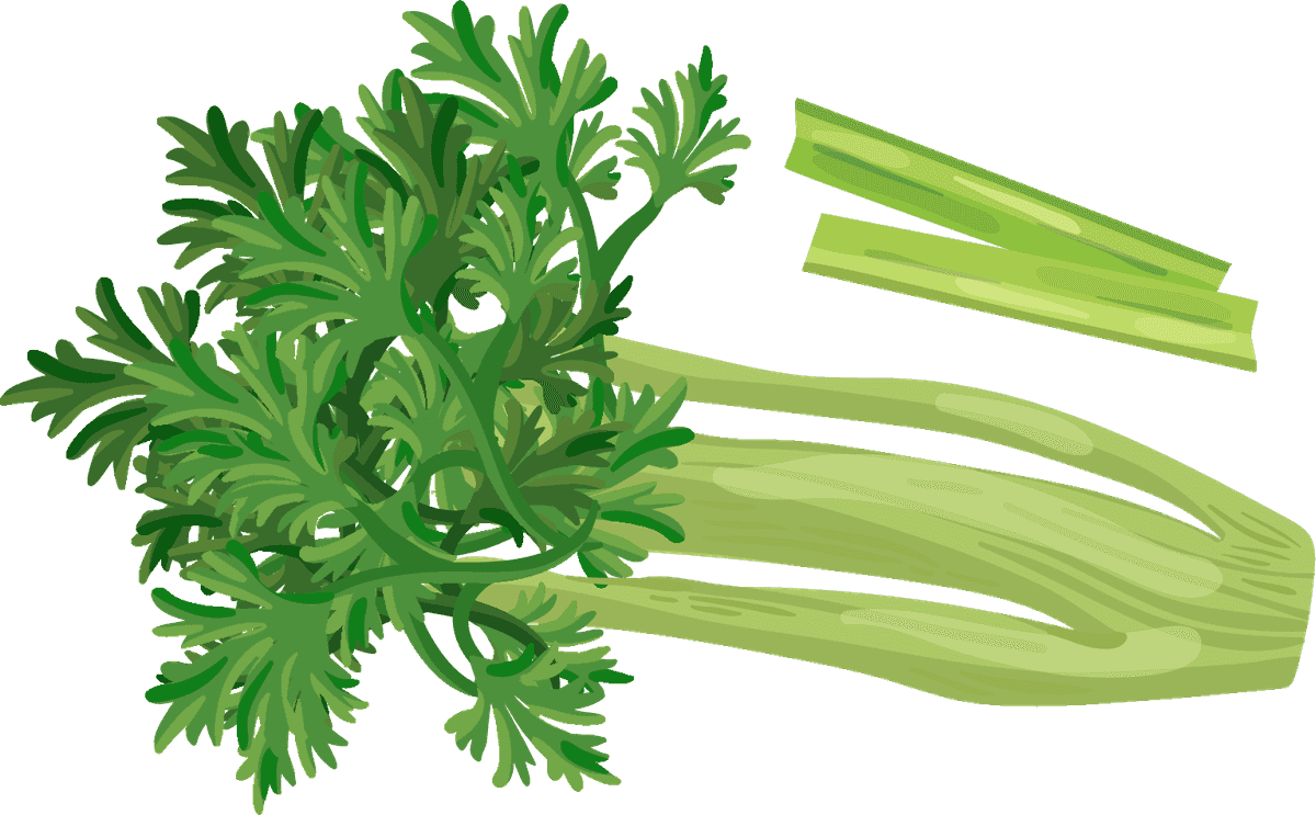 celery vegetables herbs collection for fresh cooking and healthy meals inspiration