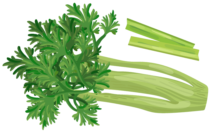 celery vegetables herbs collection