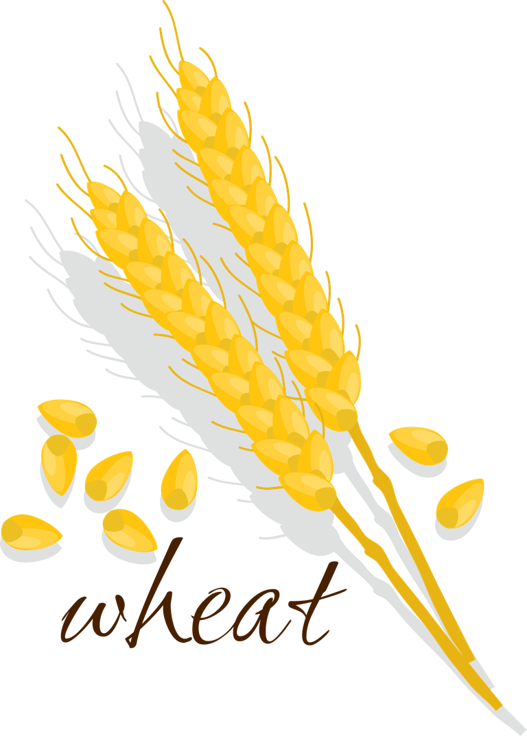 cereals cereals icon set featuring wheat and grains for culinary and agricultural use