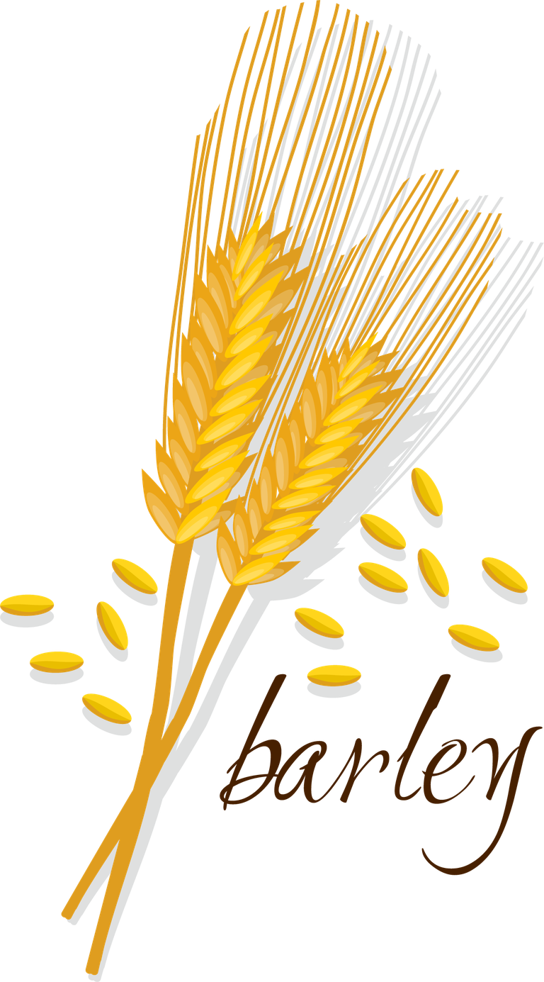 cereals cereals icon set featuring barley stalks and grains for agricultural themes