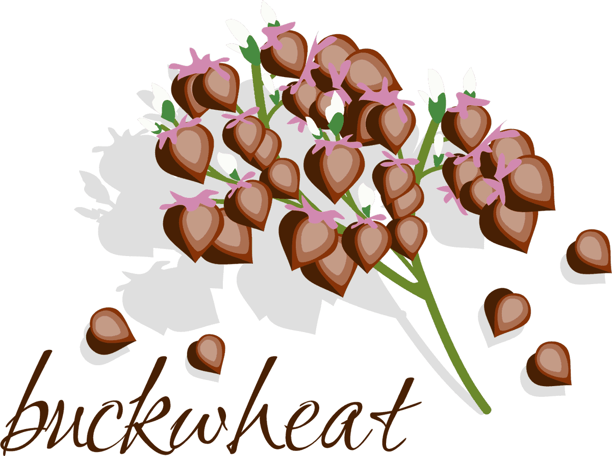 cereals icon rice corn soybean buckwheat