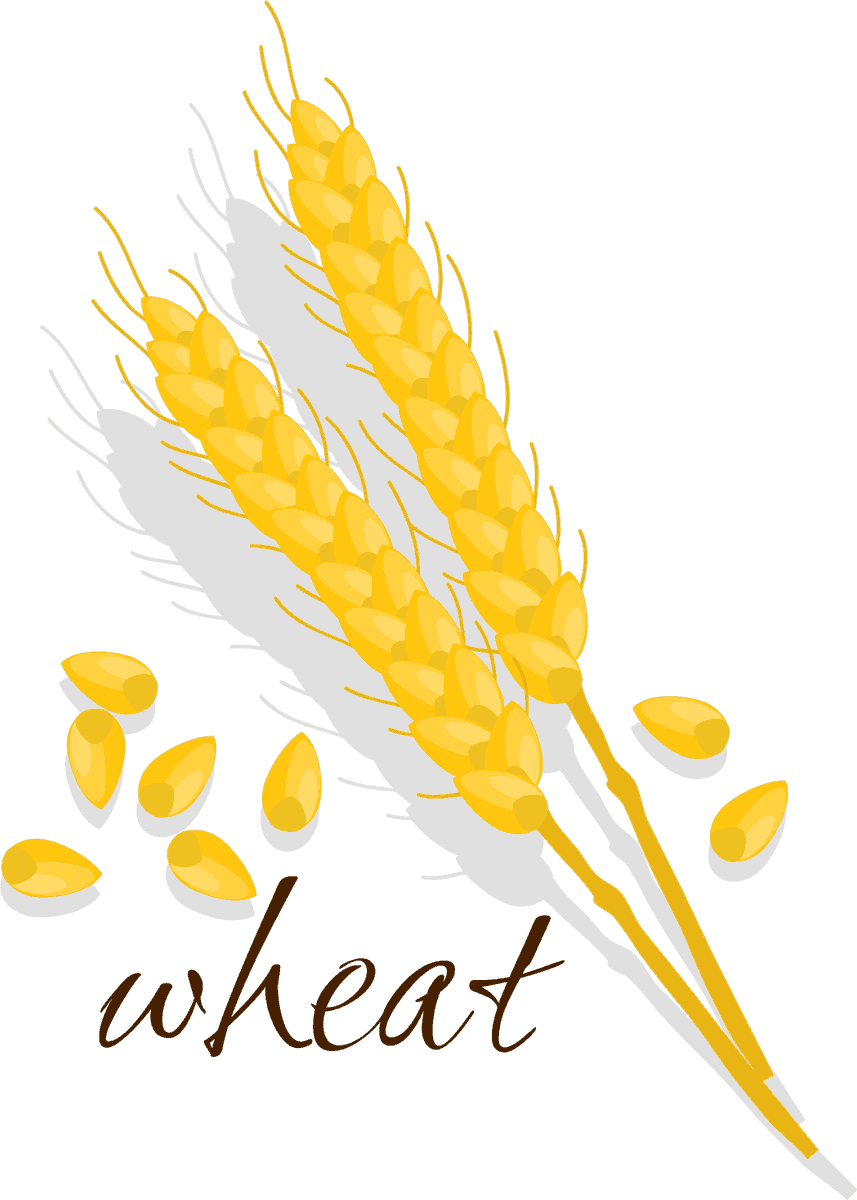 cereals icon rice corn soybean buckwheat