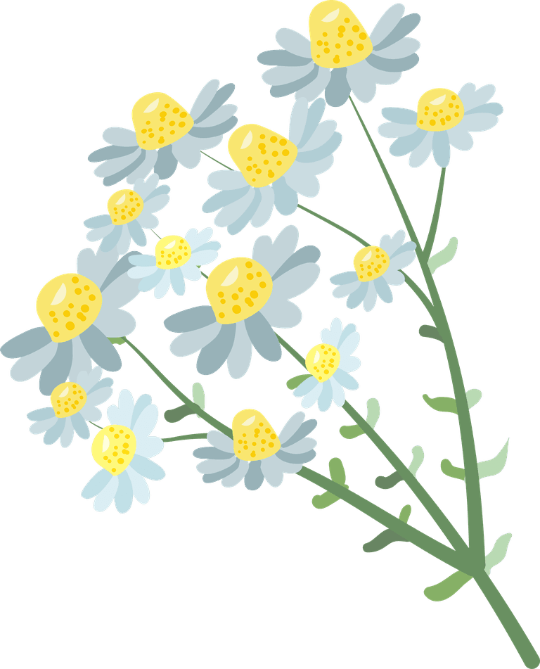 chamomile detailed essential oil herb collection