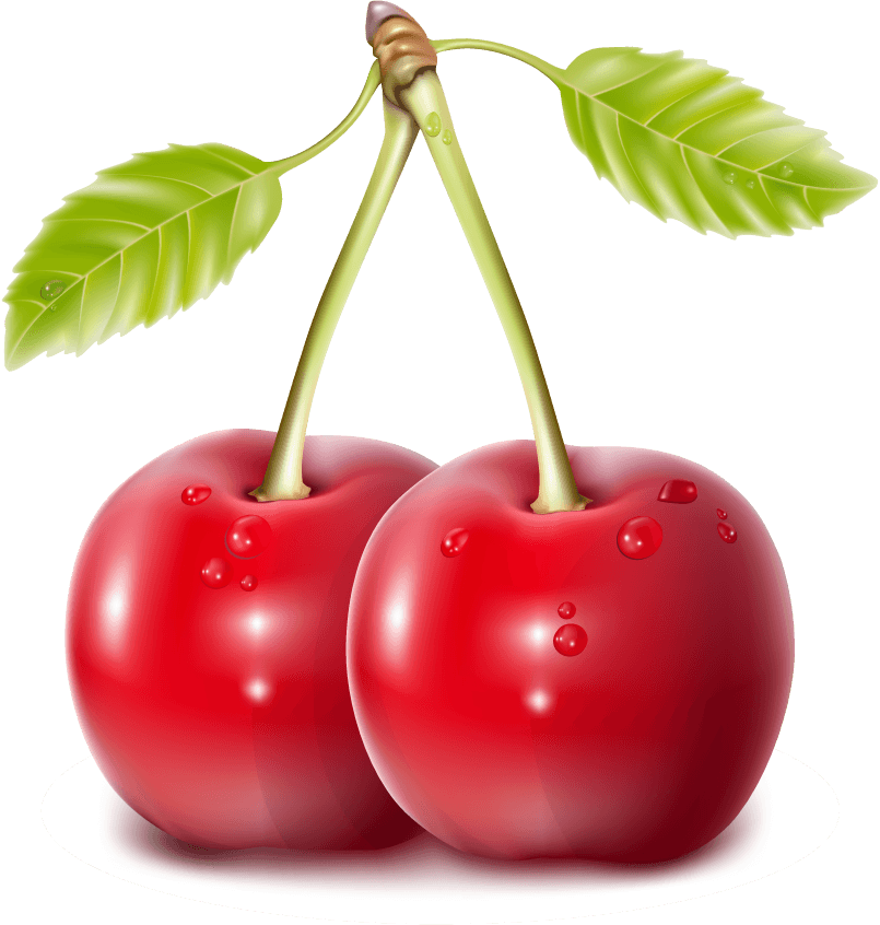 fresh cherry cherry and chocolate vector for delightful dessert illustrations and culinary use