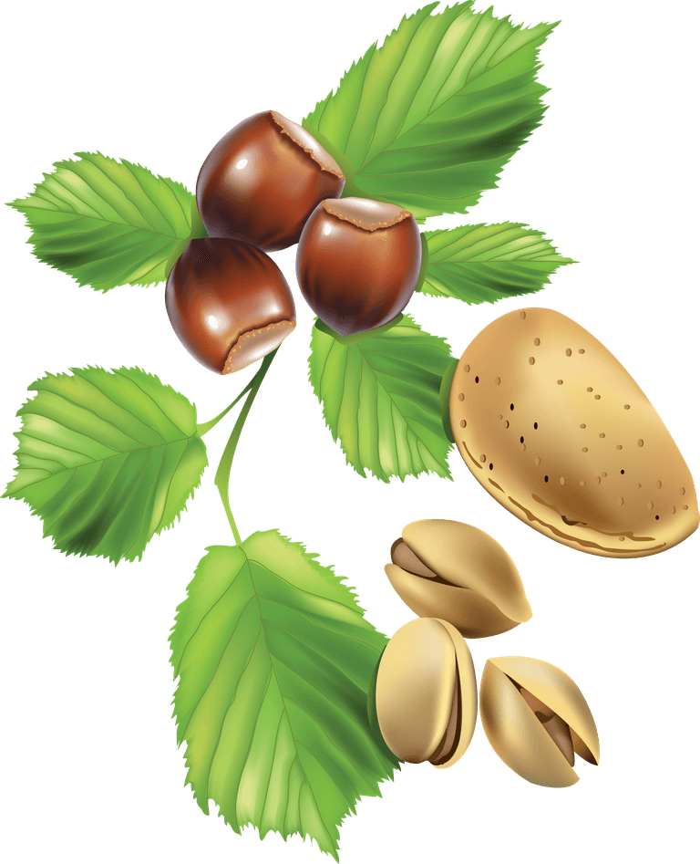 chestnut some fruits vector illustration with detailed leaves and edible components