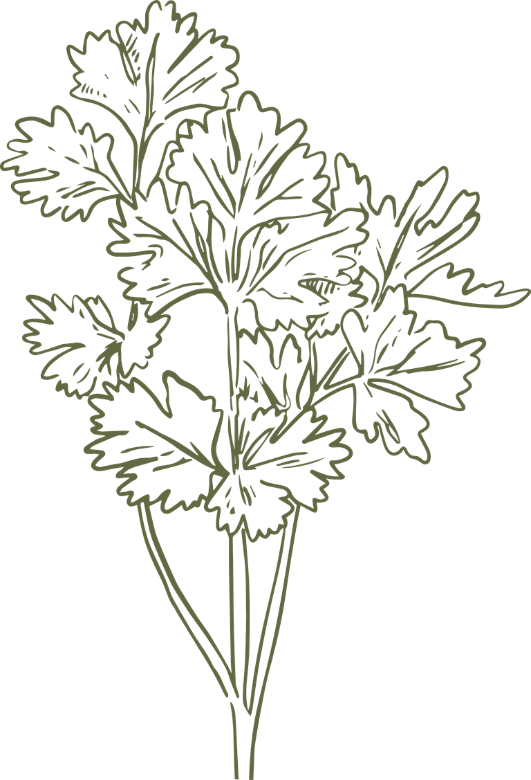 cilantro realistic hand drawn essential oil herb collection