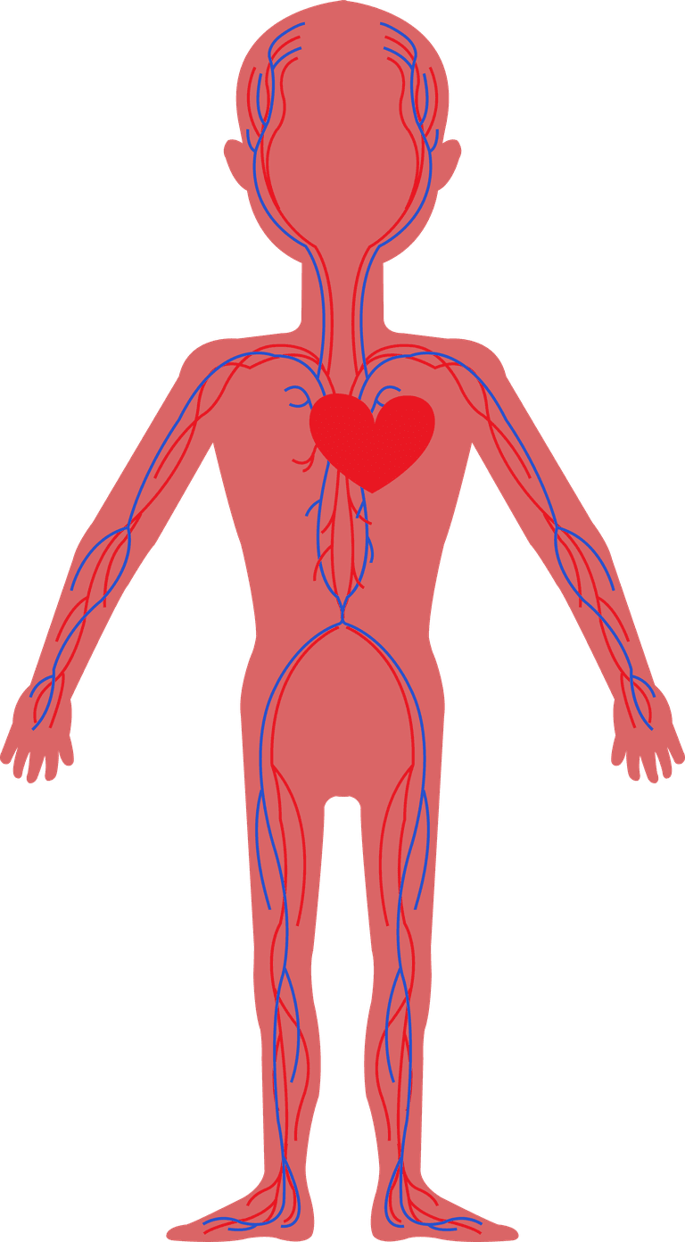 circulatory system biology background human physics organs icons