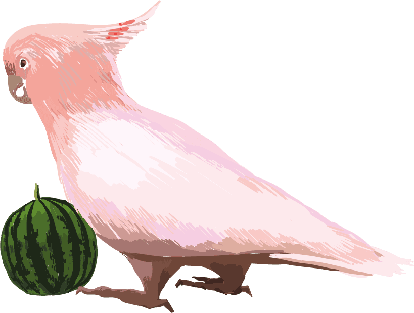 cockatoo colorful exotic fauna illustration with different beautiful tropical birds white