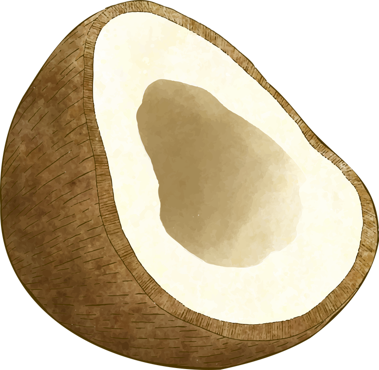 coconut different angles coconut fruit for culinary uses and tropical themes
