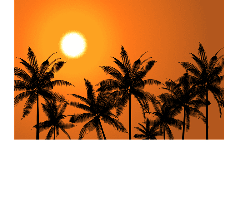 coconut tree the black shadow of the grass in the evening the setting sun that