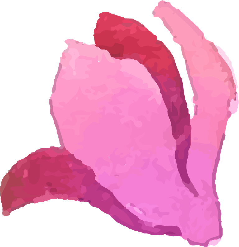 collection of pink flowers in watercolor
