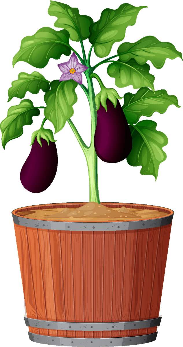 collection potted plants white featuring eggplant in a rustic wooden pot with vibrant leaves