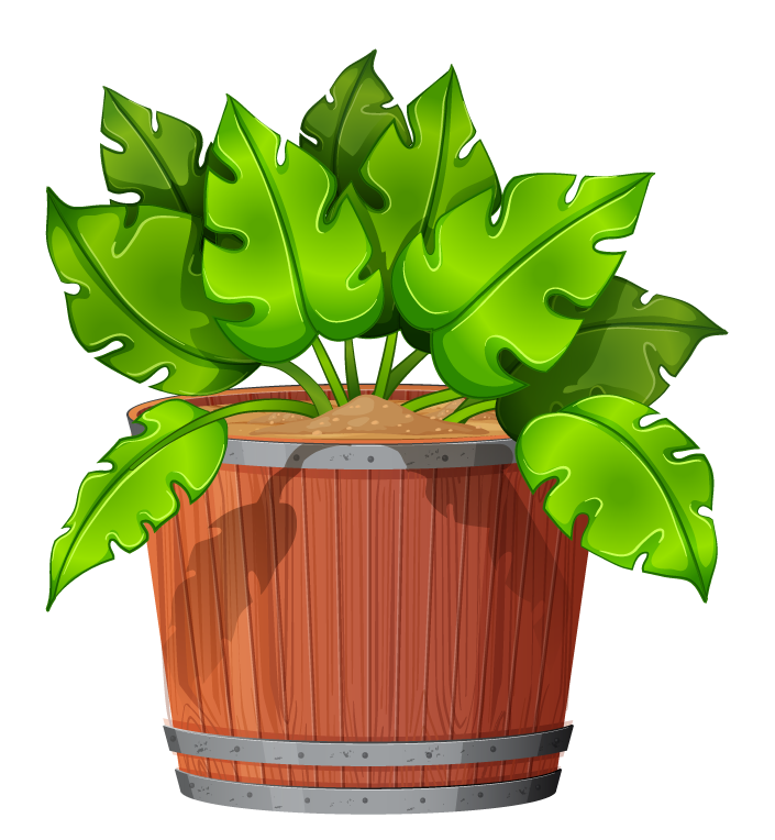 collection potted plants white in a charming wooden pot with vibrant green leaves