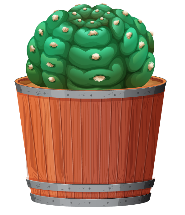 collection potted plants white with vibrant green cactus in wooden barrel