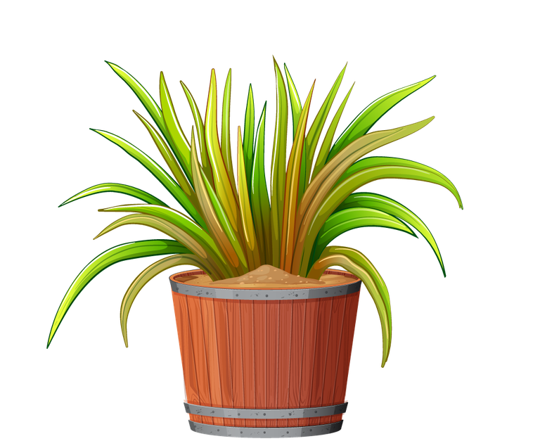 collection potted plants white with vibrant green leaves for home decoration