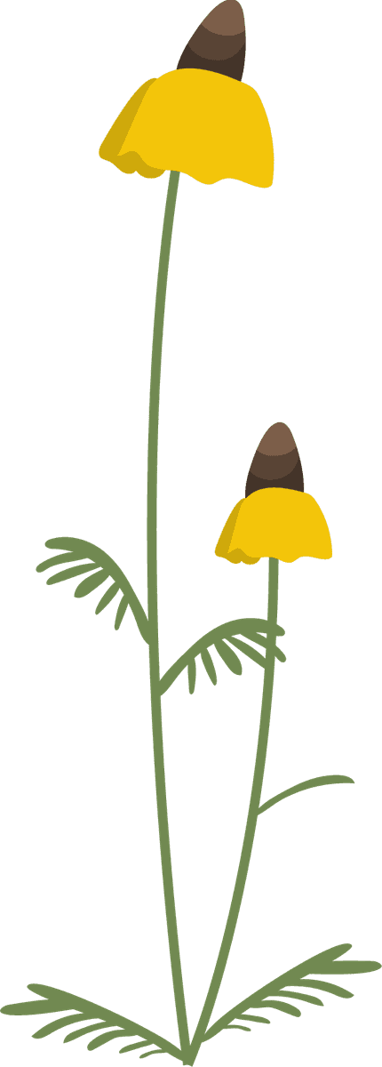 collection wild flowers illustration featuring vibrant yellow blooms for nature enthusiasts