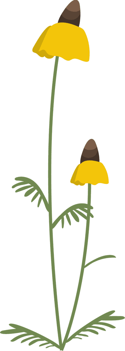 collection wild flowers illustration