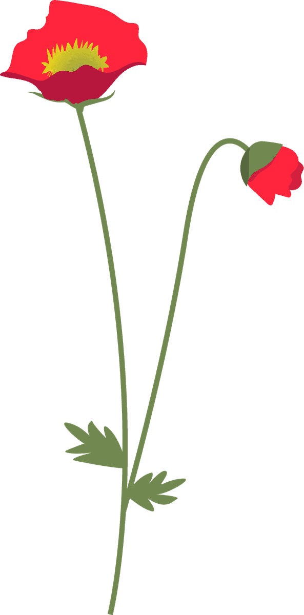 collection wild flowers illustration featuring vibrant red poppies for creative projects