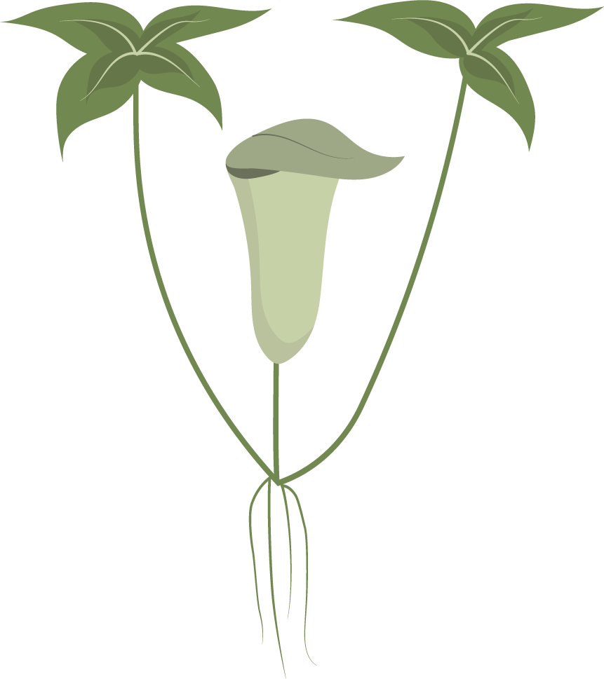 collection wild flowers illustration featuring unique botanical elements and natural aesthetics for diverse applications