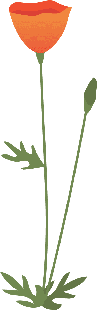 collection wild flowers illustration featuring vibrant poppy floral stems for creative projects
