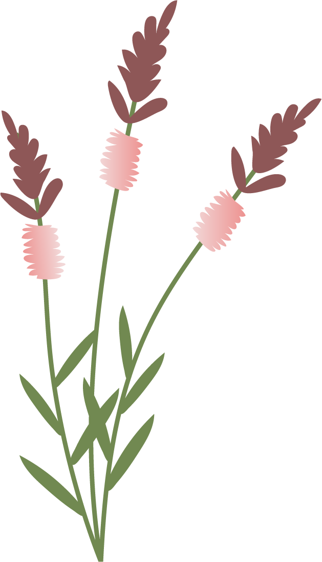 collection wild flowers illustration