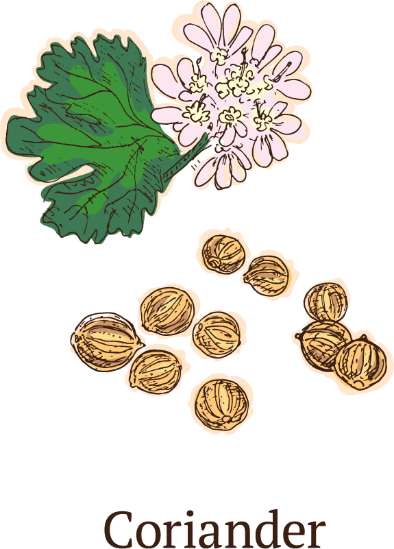 colorful sketch healthy spices collection with vibrant herbs and aromatic flavor diversity