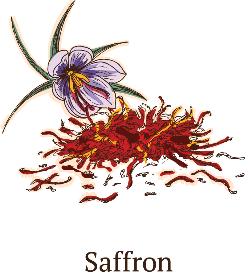 colorful sketch healthy spices collection featuring saffron and vibrant natural elements