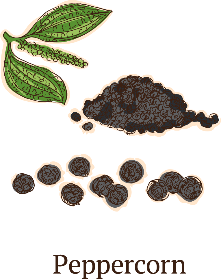 colorful sketch healthy spices collection featuring peppercorn and vivid botanical illustrations