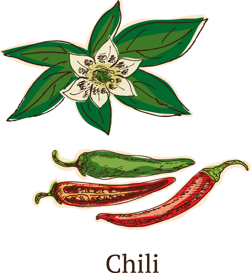 colorful sketch healthy spices collection featuring vibrant chilies and aromatic herbs