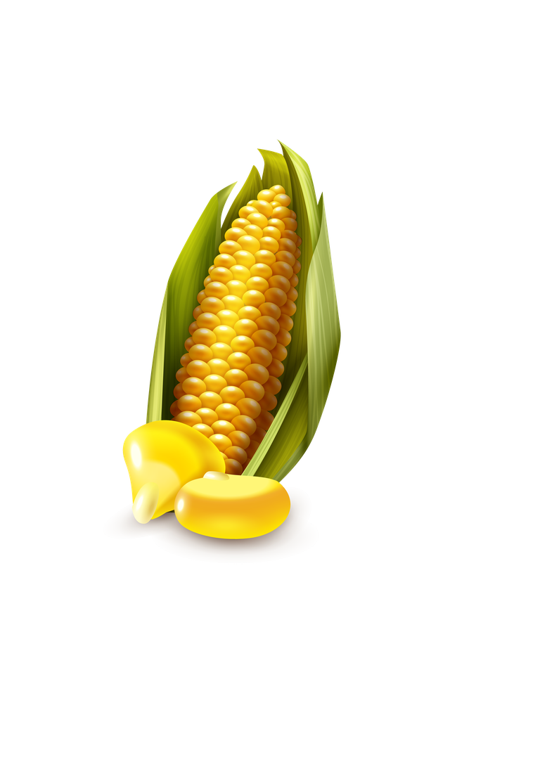 corn agricultural cereals set featuring fresh corn on the cob and kernels for cooking