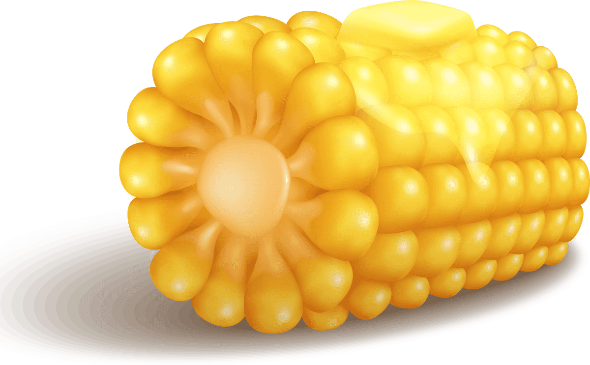 corn corn realistic set with vibrant colors for culinary illustrations and food-related projects