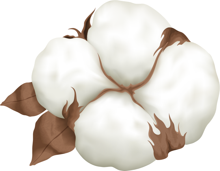 cotton plant boll realistic set for eco-friendly decor and textile projects