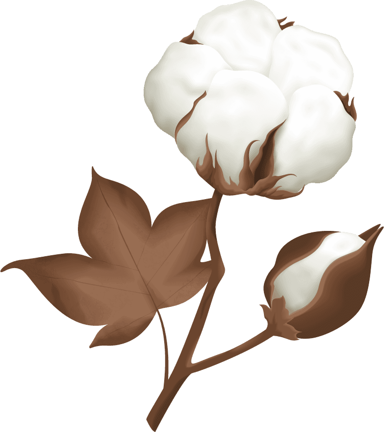 cotton plant boll realistic set