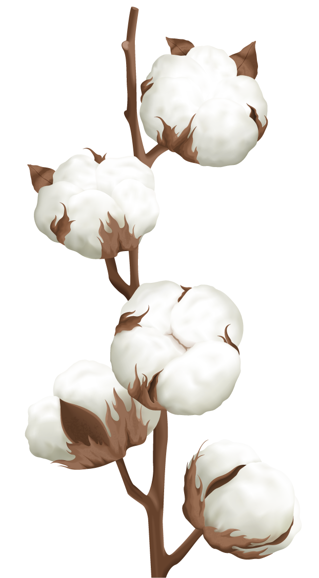 cotton plant boll realistic set for textile design and eco-friendly applications