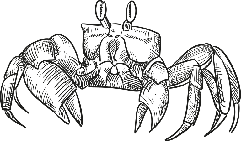 crab hand drawing nautical elements illustration collection