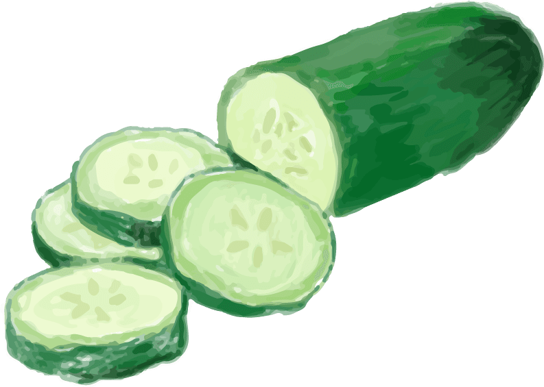 cucumber hand drawn food ingredients watercolor style