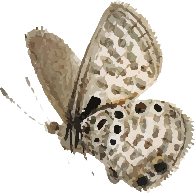 adorable cute feminine stickers pack for crafting and digital use with butterflies and florals