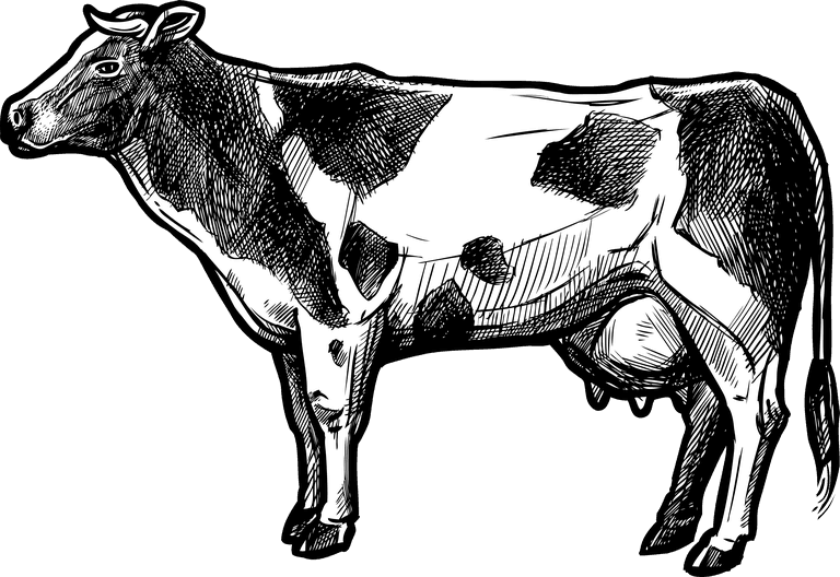 dairy cows organic farm set