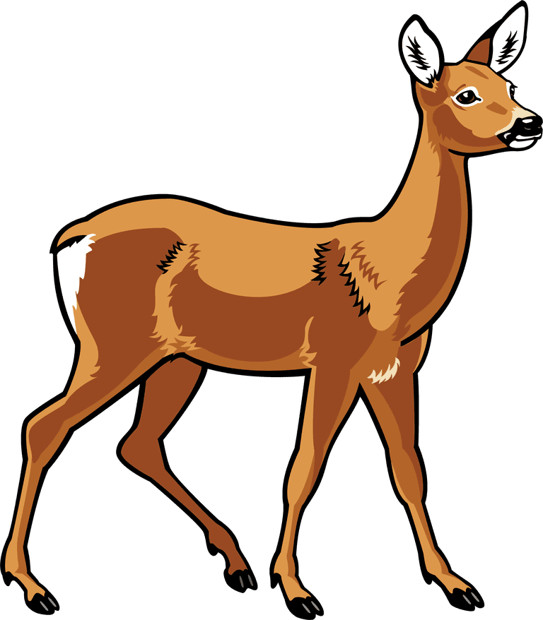 deer different type of wildlife animals on white background illustration