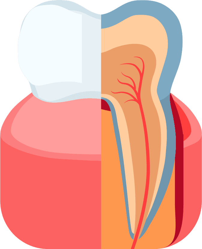 dentist isolated flat icons depicting tooth anatomy and oral health care essentials